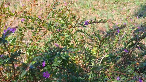Wildflower Bush in Field Vídeo Stock 331657566