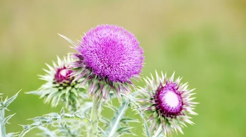 Wildflower Closeup Stock Footage 65754598