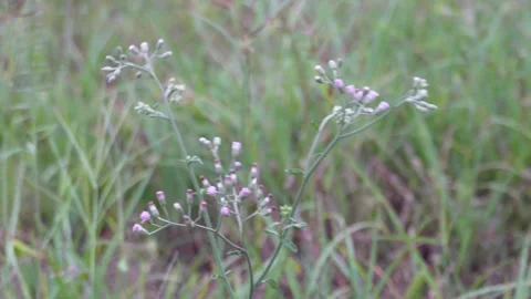 Wildflower closeup in meadow Stock-Footage 329402507