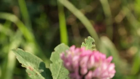 Wildflower, clover field Stock Footage 8652868