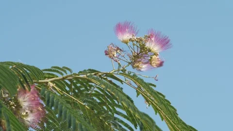 Wildflower Dancing in the Summer Breeze Stock Footage 323140311