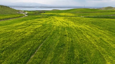 Wildflower Field Beneath Light Rain Clouds Stock Footage 340883903