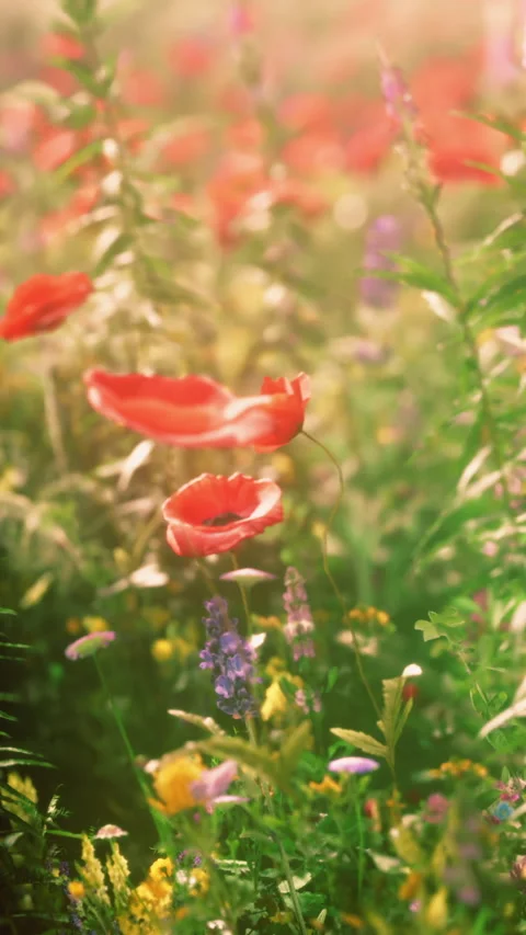 Wildflower field during spring with colorful blooms in various shades Stock Footage 346757429