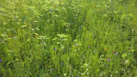 A wildflower field Vídeo Stock 162963341