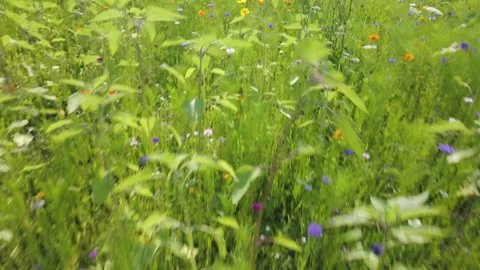 A wildflower field Vídeo Stock 162963506