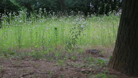 Wildflower Field Forest Tree Trunk Background Nature Stock Footage 333485015