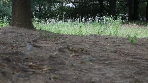 Wildflower Field Forest Tree Trunk Background Nature Stock Footage 333485027