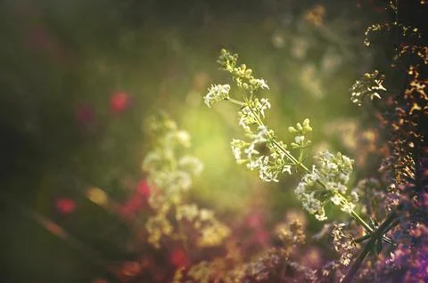 Wildflower in the field Foto stock