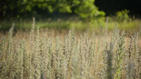 Wildflower field of Viper's-bugloss dominating sunny meadow Stock Footage 340498834
