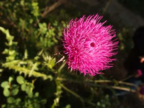 Wildflower in focus Stock Photos