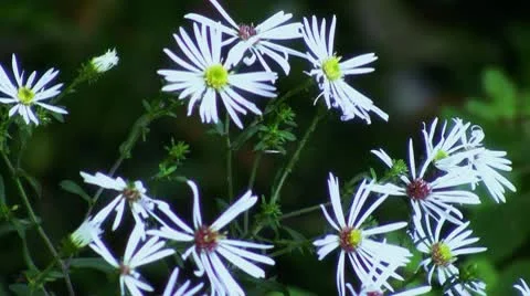 Wildflower Stock Footage 10768597