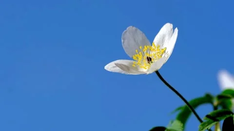 Wildflower Stock-Footage 205224736