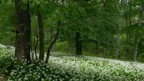 Wildflower forest Stock Photos