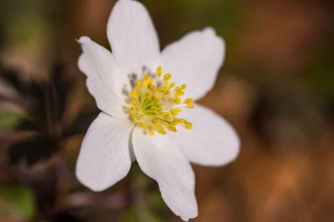 Wildflower in forest in spring Stock Photos