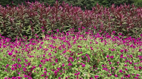 Wildflower Garden - Magenta Clover Flowers and Butterflies Video stock 67437553