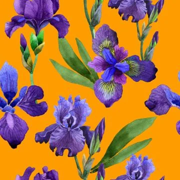 Iris Flower Illustrations ~ Stock Iris Flower Vectors