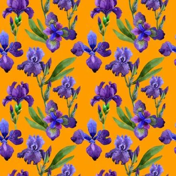 Wildflower iris flower pattern in a watercolor style isolated Stock Illustration