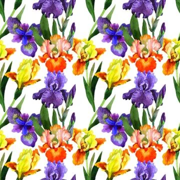 Wildflower iris flower pattern in a watercolor style isolated Stock-Illustration