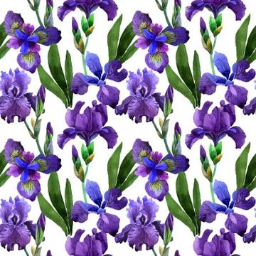 Wildflower iris flower pattern in a watercolor style isolated Stock Illustration