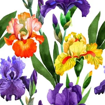 Wildflower iris flower pattern in a watercolor style isolated Stock Illustration