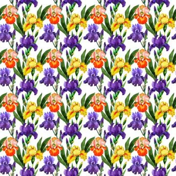 Wildflower iris flower pattern in a watercolor style isolated Stock Illustration