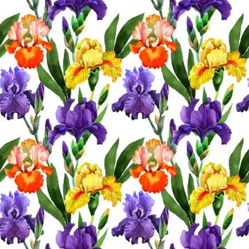 Wildflower iris flower pattern in a watercolor style isolated Stock Illustration