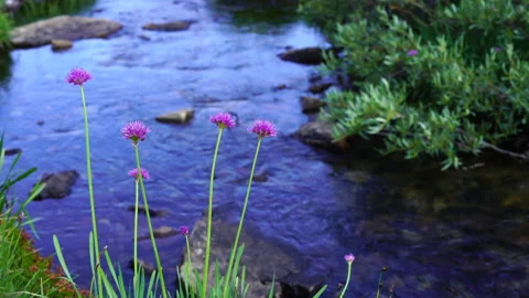 Wildflower at lake Stock Footage 158024031