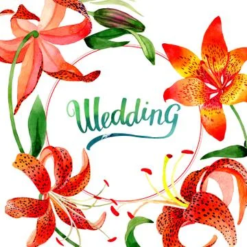 Wildflower leopard lily flower frame in a watercolor style isolated Stock Illustration