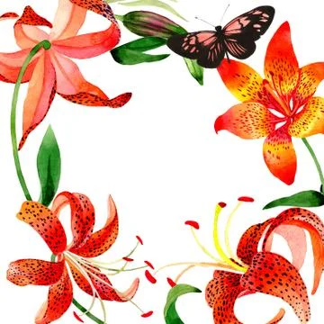Wildflower leopard lily flower frame in a watercolor style isolated Stock Illustration