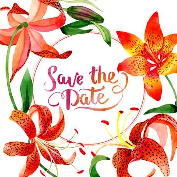 Wildflower leopard lily flower frame in a watercolor style isolated Stock Illustration