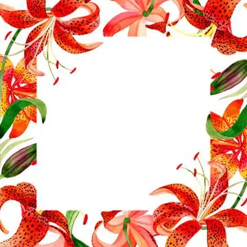 Wildflower leopard lily flower frame in a watercolor style isolated Illustrazione stock