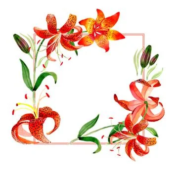 Wildflower leopard lily flower frame in a watercolor style isolated Stock Illustration
