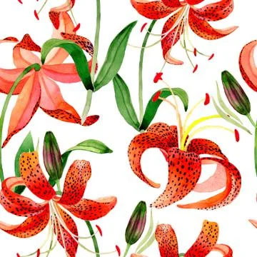 Wildflower leopard lily flower pattern in a watercolor style isolated Stock Illustration