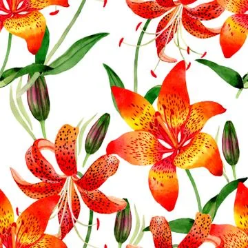 Wildflower leopard lily flower pattern in a watercolor style isolated Stock Illustration