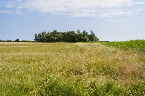 Wildflower meadow between two fields of crops Stock Photos