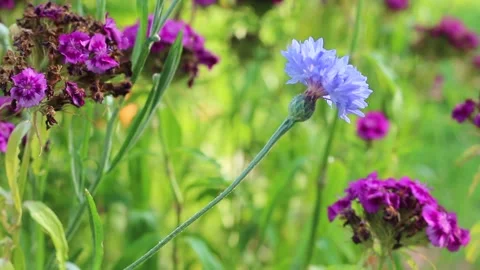 Wildflower Meadow blowing in wind Stock Footage 277776780