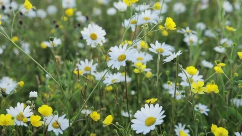 Wildflower Meadow Video stock 73932733