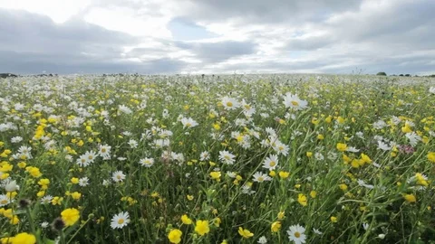 Wildflower Meadow Video stock 73932821