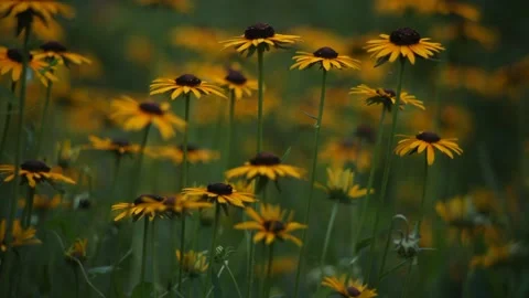 Wildflower Meadow Stock Footage 136393198