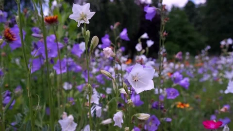 Wildflower Meadow Stock Footage 197478597