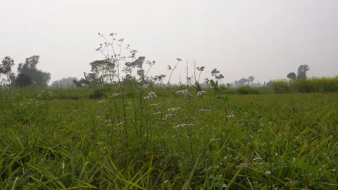 Wildflower meadow Stockbeeldmateriaal 333414923
