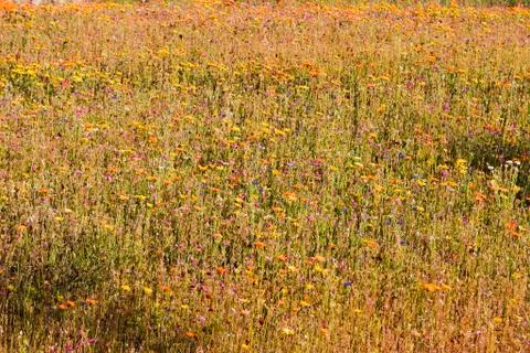 Wildflower meadow Stock Photos