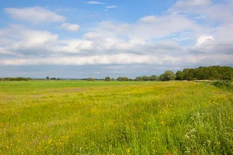 Wildflower meadow Stock Photos