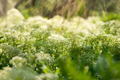 Wildflower Meadow Stock Photos