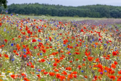 Wildflower meadow Stock Photos