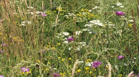 Wildflower meadow on sandy soil with a mixture of grasses and plants t Stock Footage 43801393