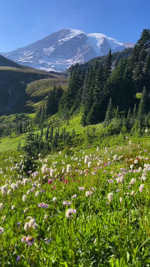 Wildflower meadow with snow-capped mountain and evergreen forest Stock Footage 343558608