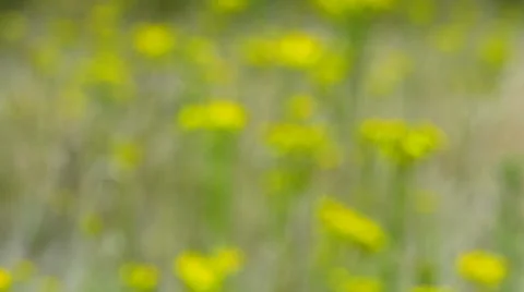 Wildflower meadow with soft focus Stock Footage 7766575