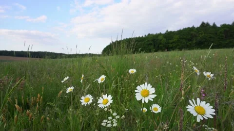 Wildflower meadow in spring Stock Footage 131866677