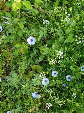Wildflower Meadow in the Spring Stock Photos